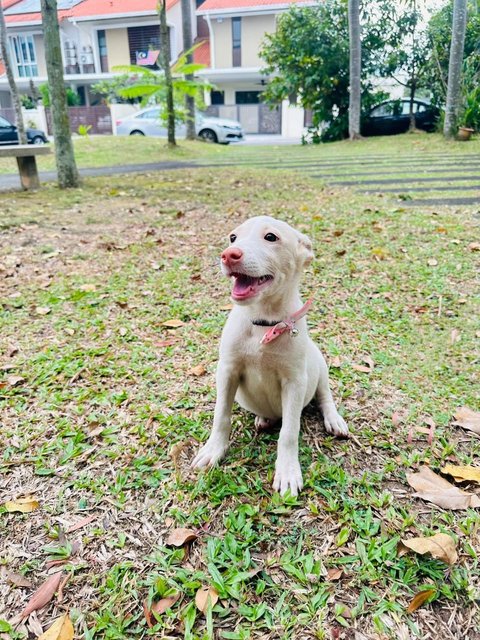 Peppa  - Ibizan Hound Mix Dog