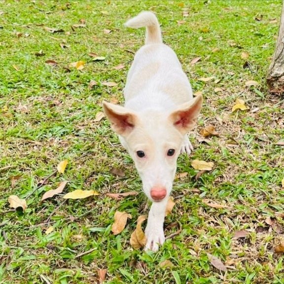 Peppa  - Ibizan Hound Mix Dog