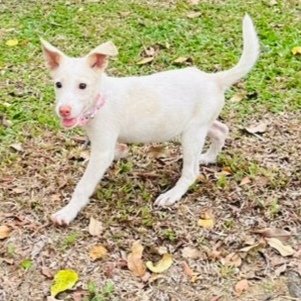 Peppa  - Ibizan Hound Mix Dog