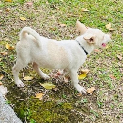 Peppa  - Ibizan Hound Mix Dog