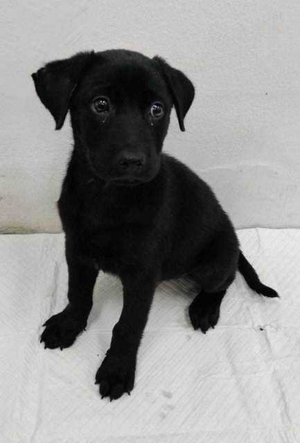 Dicky - Labrador Retriever Mix Dog