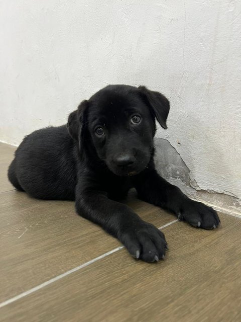 Dicky - Labrador Retriever Mix Dog