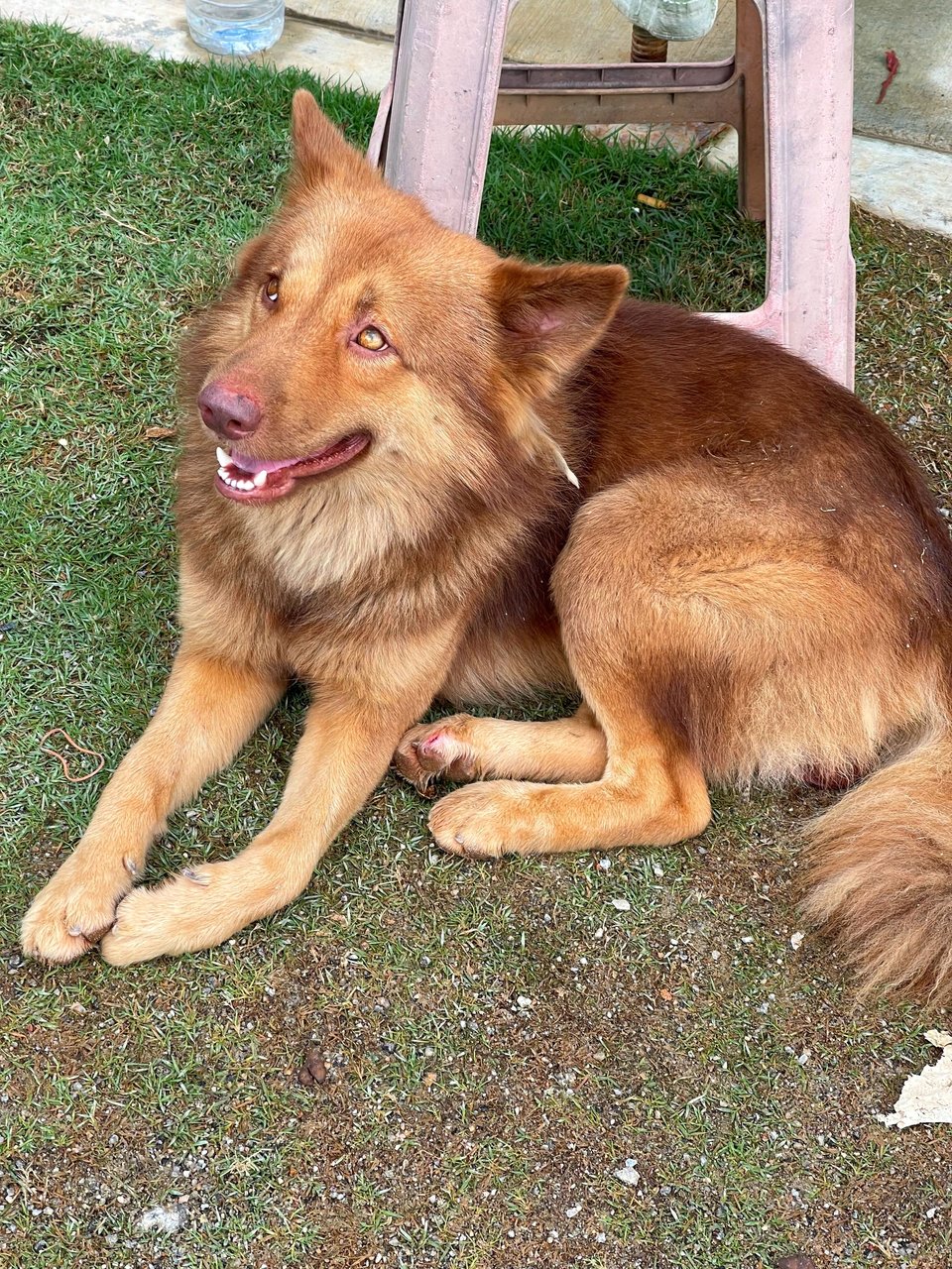 Husky - Siberian Husky Mix Dog