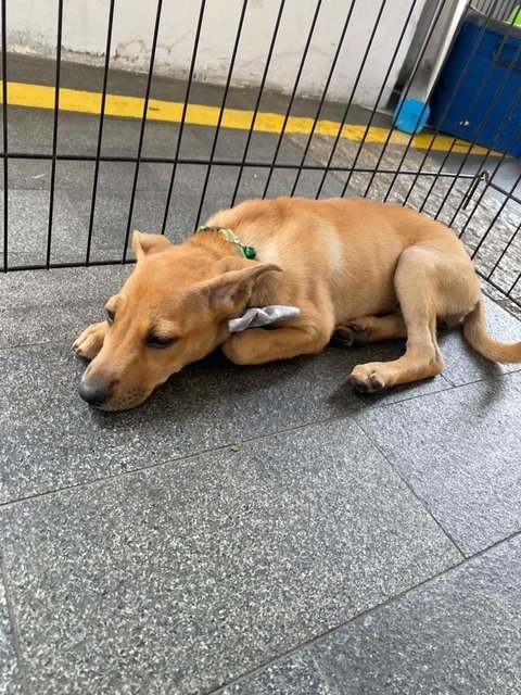 Churros  - Mixed Breed Dog