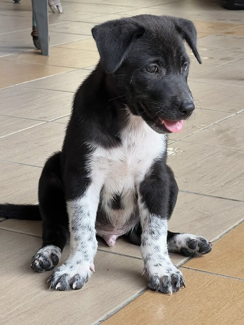 Gucci - Mixed Breed Dog