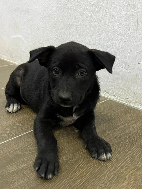 Bryan - Labrador Retriever Mix Dog