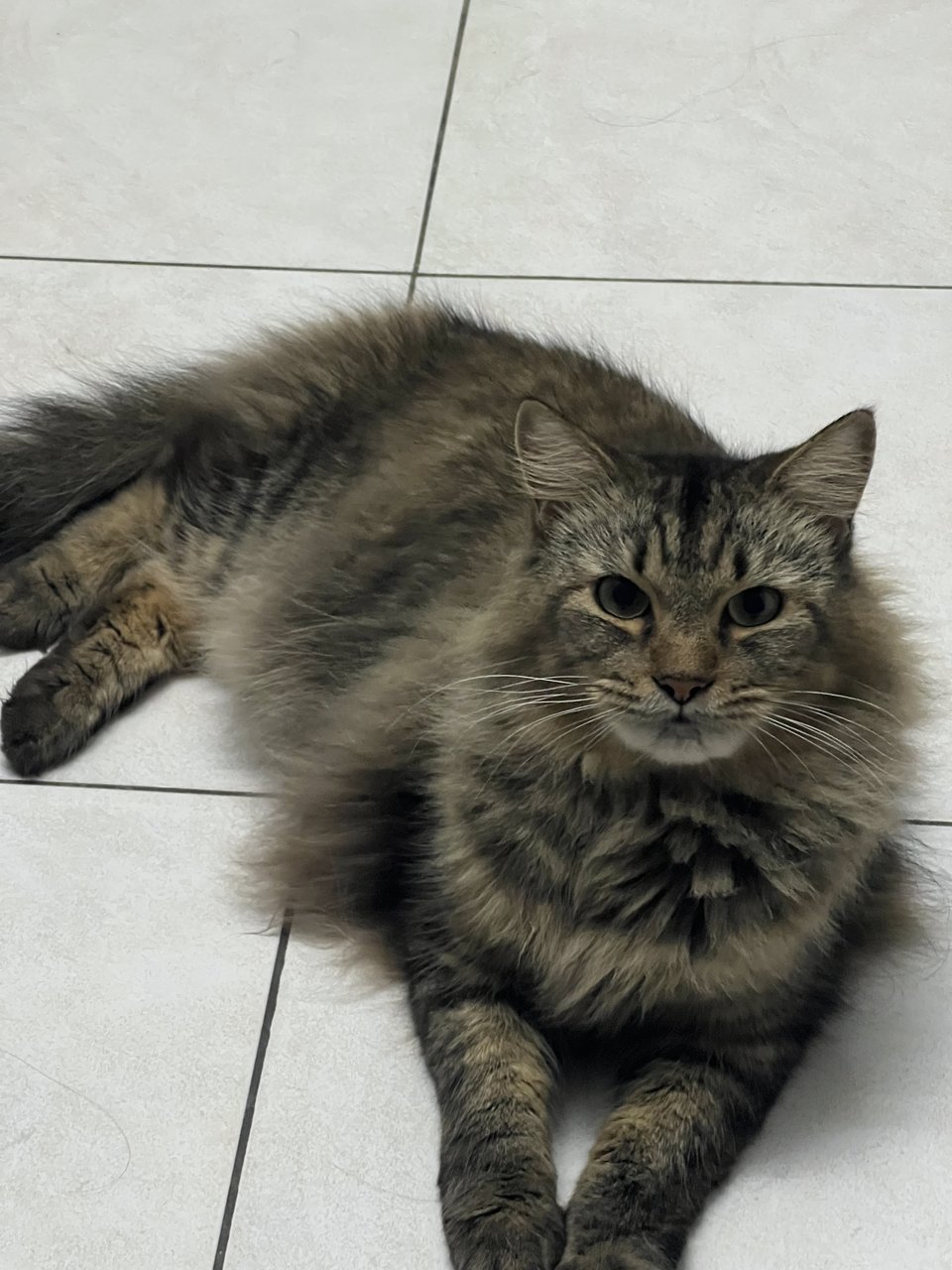 Boboy - Domestic Long Hair Cat