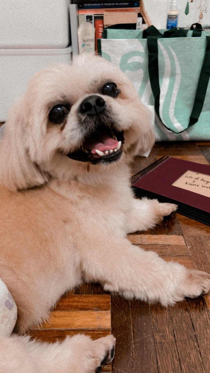 Cookie - Shih Tzu + Pekingese Dog