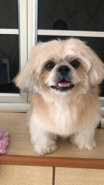 Cookie - Shih Tzu + Pekingese Dog