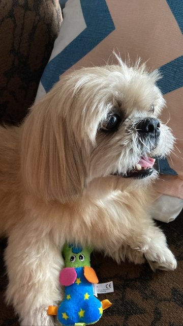 Cookie - Shih Tzu + Pekingese Dog