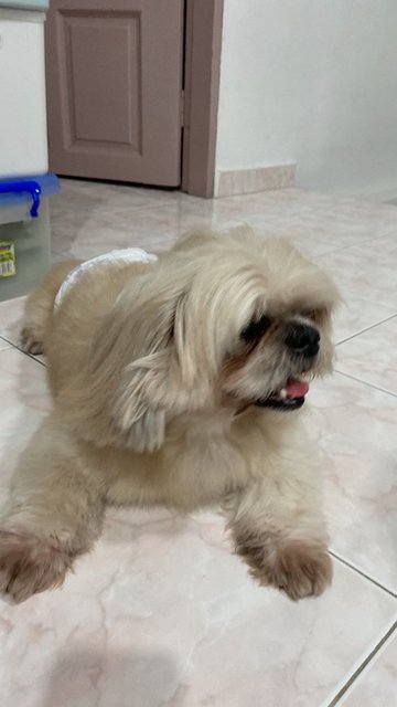 Cookie - Shih Tzu + Pekingese Dog