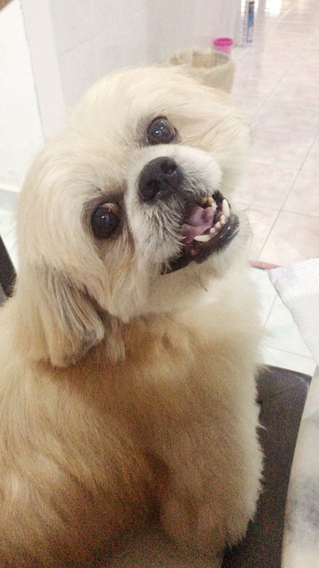 Cookie - Shih Tzu + Pekingese Dog