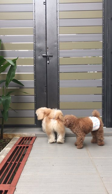 Cookie - Shih Tzu + Pekingese Dog