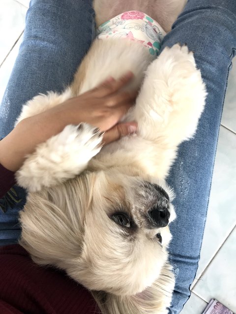 Cookie - Shih Tzu + Pekingese Dog