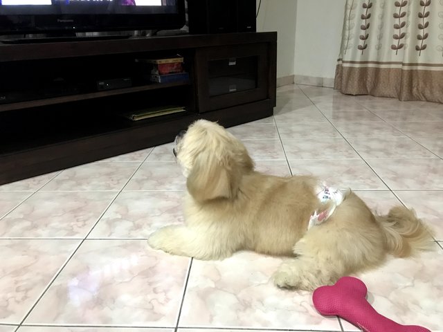 Cookie - Shih Tzu + Pekingese Dog