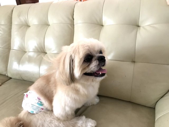 Cookie - Shih Tzu + Pekingese Dog