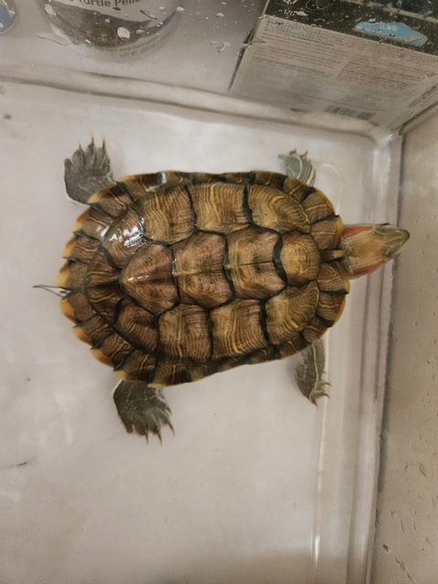 Soda, Amcun - Tortoise Reptile