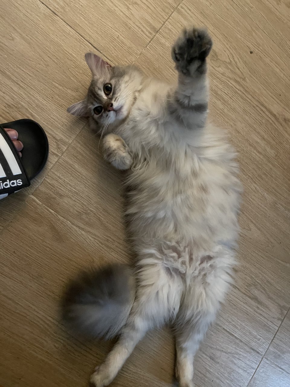 Momo - Siberian Cat