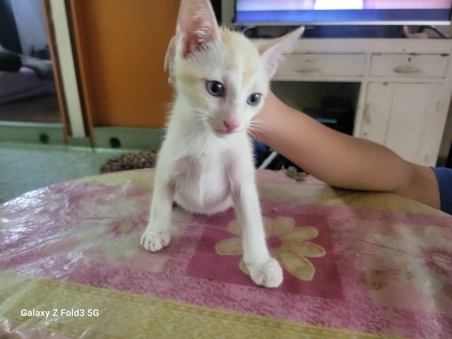 Snowy - Domestic Short Hair Cat