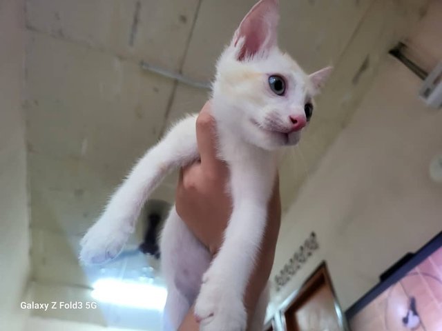 Snowy - Domestic Short Hair Cat