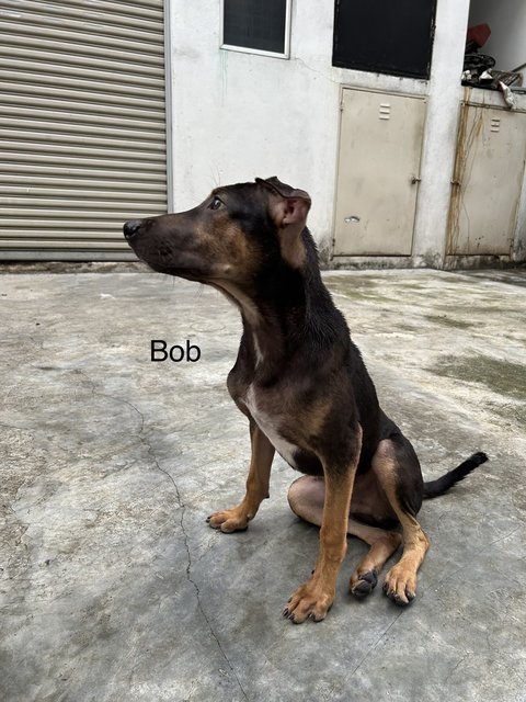 Bob, Betty, Baby - Mixed Breed Dog