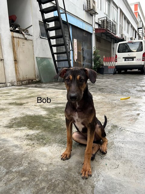 Bob, Betty, Baby - Mixed Breed Dog