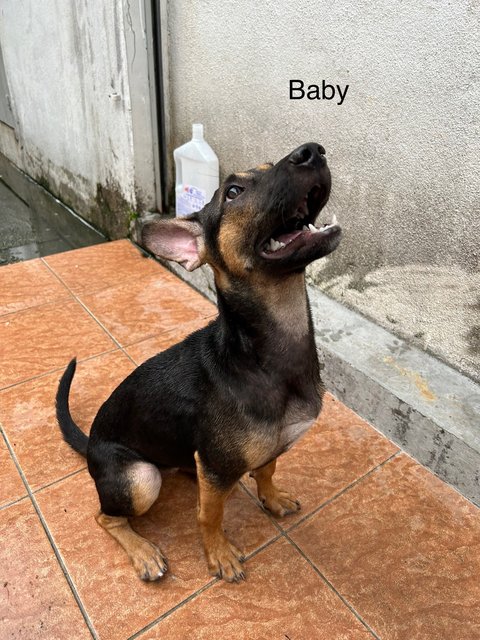 Bob, Betty, Baby - Mixed Breed Dog