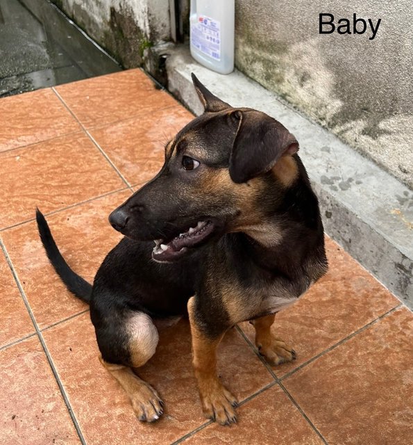 Bob, Betty, Baby - Mixed Breed Dog