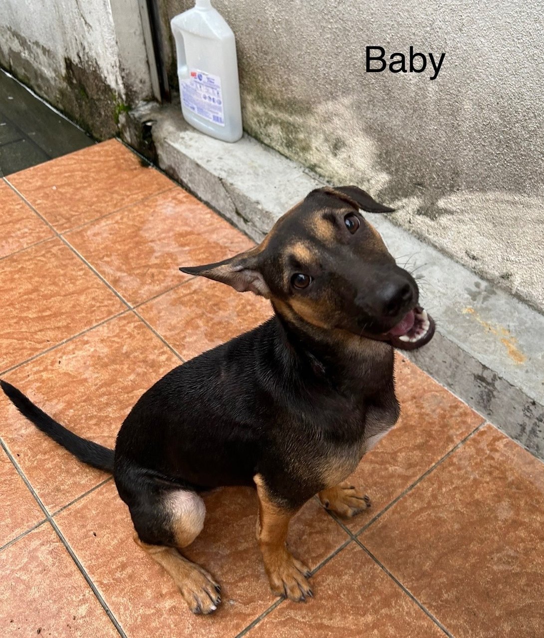 Bob, Betty, Baby - Mixed Breed Dog