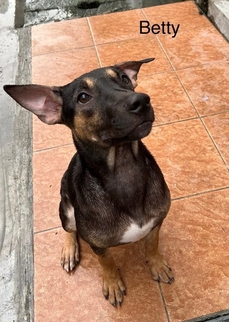 Bob, Betty, Baby - Mixed Breed Dog