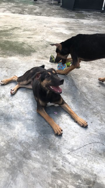 Bob, Betty, Baby - Mixed Breed Dog