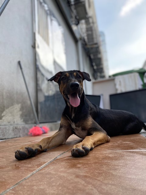 Bob, Betty, Baby - Mixed Breed Dog