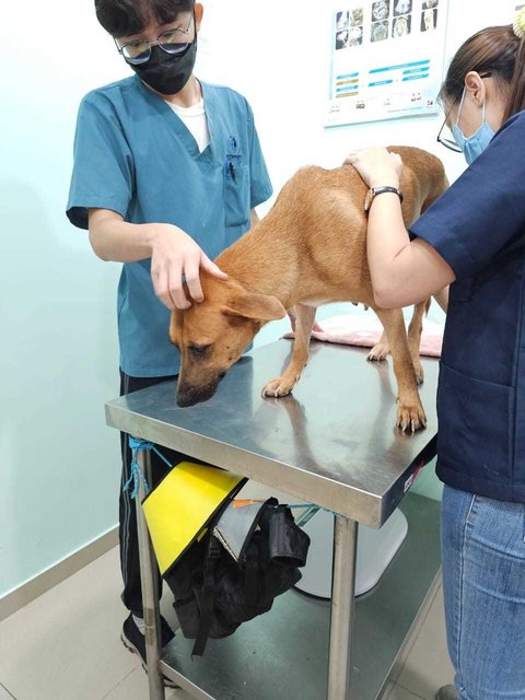 Nala taking chemo drug injection