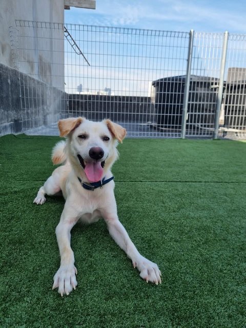 Horlicks - Labrador Retriever Dog