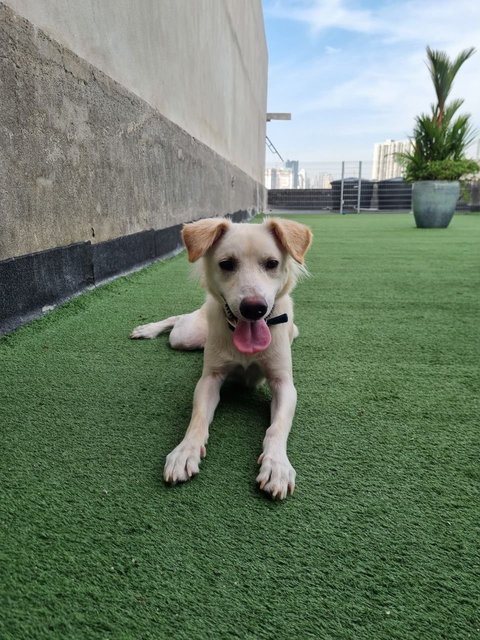 Horlicks - Labrador Retriever Dog