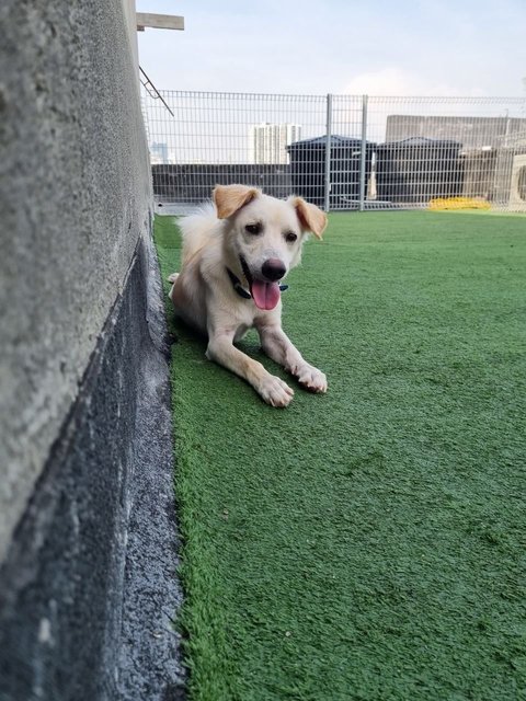 Horlicks - Labrador Retriever Dog