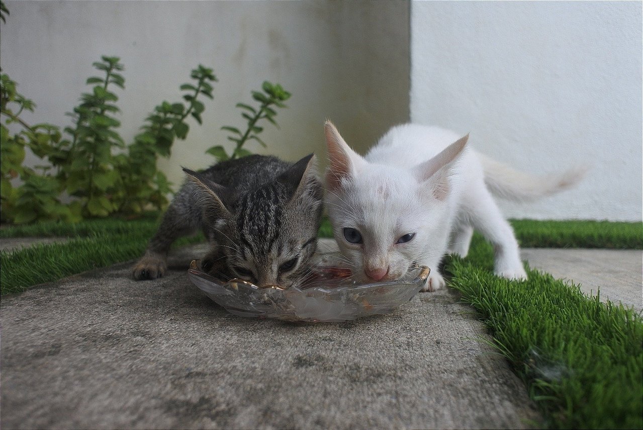 Milo &amp; Horlicks - Domestic Short Hair Cat