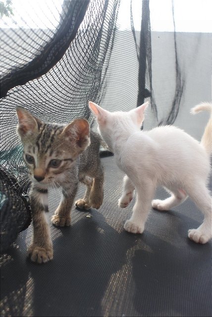 Milo &amp; Horlicks - Domestic Short Hair Cat