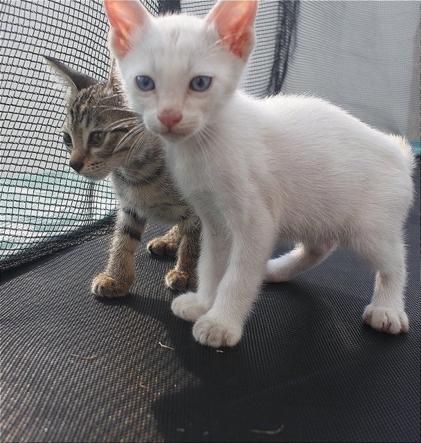 Milo &amp; Horlicks - Domestic Short Hair Cat