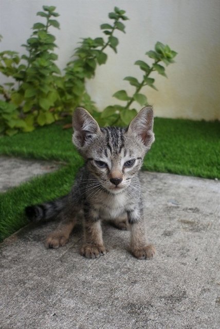 Milo &amp; Horlicks - Domestic Short Hair Cat