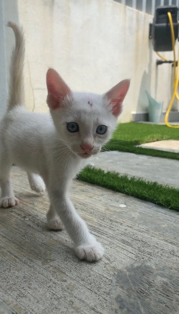 Milo &amp; Horlicks - Domestic Short Hair Cat