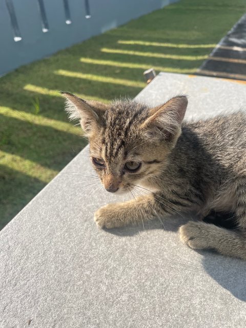 Xiao Xiao  - Domestic Short Hair Cat