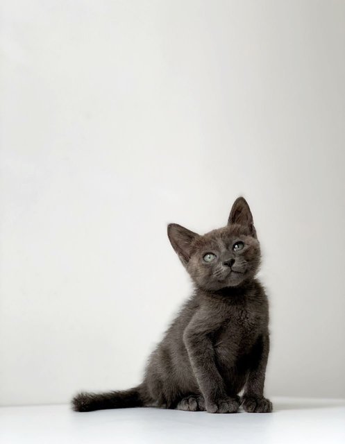 Earl Gray - Domestic Short Hair Cat