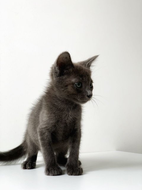 Earl Gray - Domestic Short Hair Cat