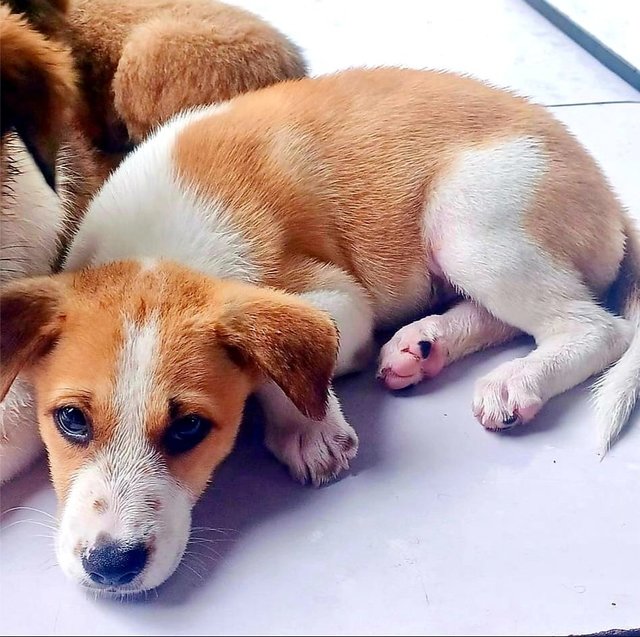 Vanilla  - Jack Russell Terrier Mix Dog