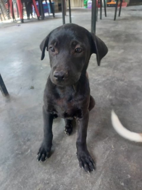 Charcoal  - Labrador Retriever Mix Dog