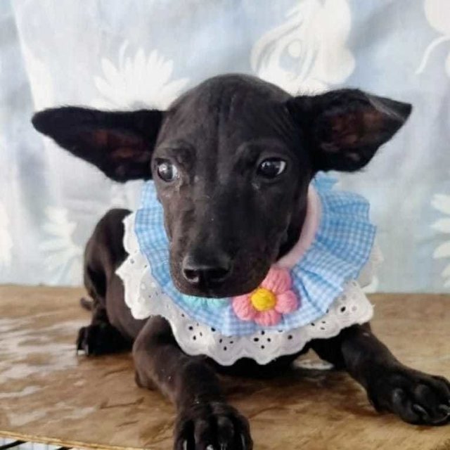 Charcoal  - Labrador Retriever Mix Dog