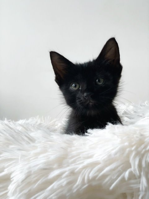 T’challa - Domestic Short Hair Cat