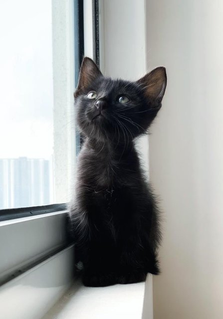 T’challa - Domestic Short Hair Cat