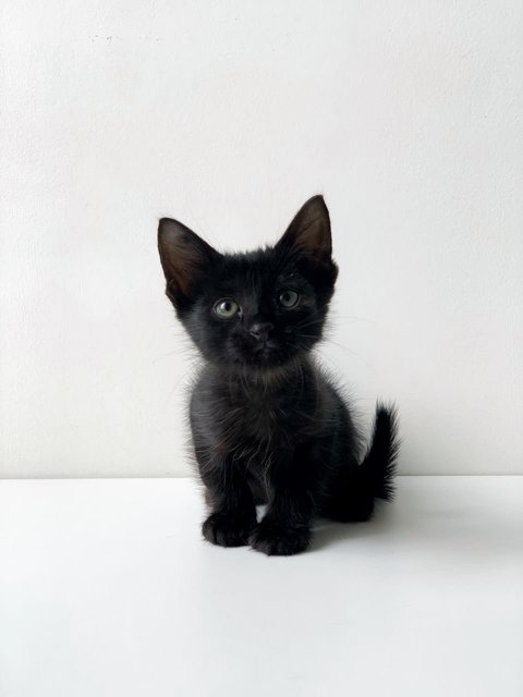 T’challa - Domestic Short Hair Cat